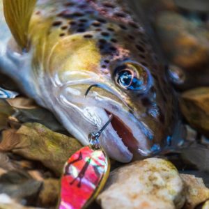 Morpho fishing ice spoon